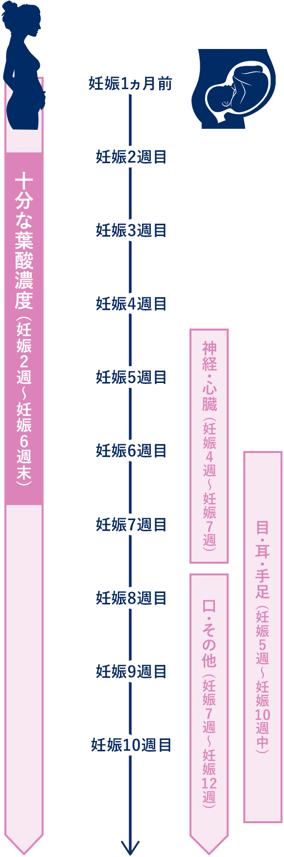 赤ちゃんの体の部分ができる時期と葉酸の関係