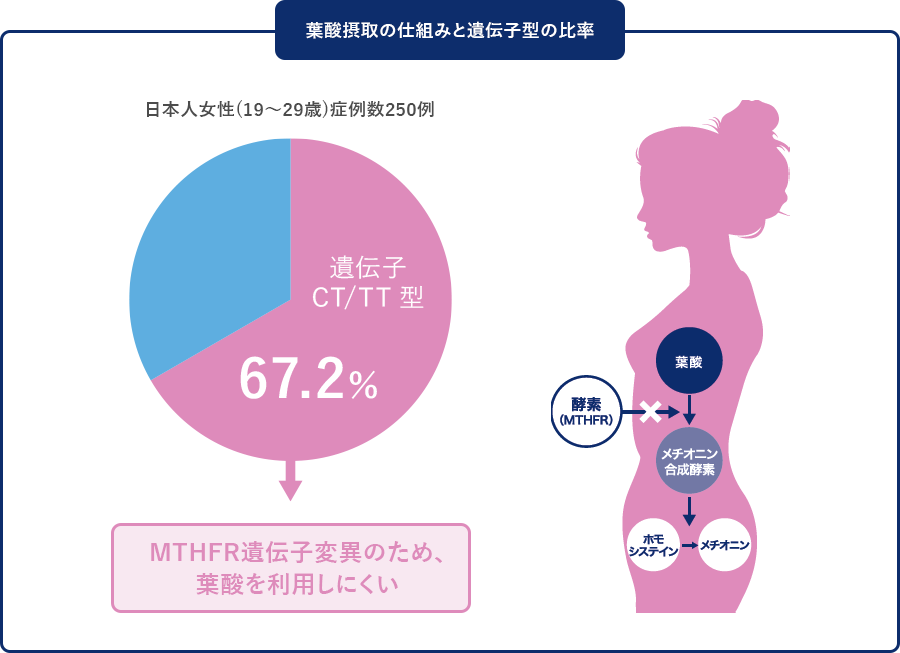 葉酸摂取の仕組みと遺伝子型の比率