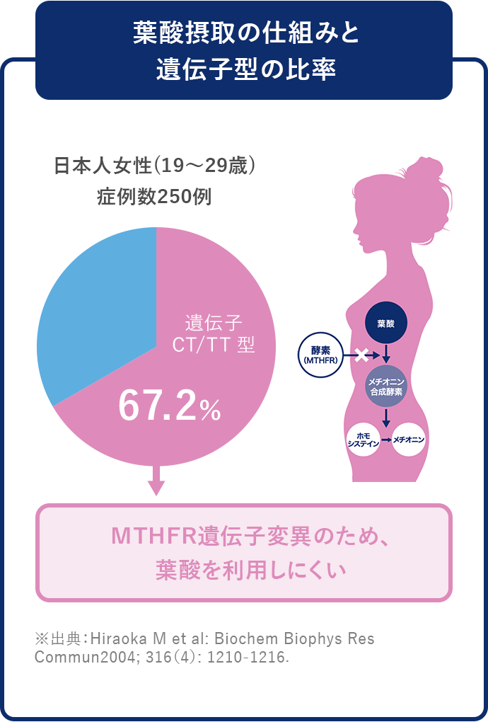 葉酸摂取の仕組みと遺伝子型の比率