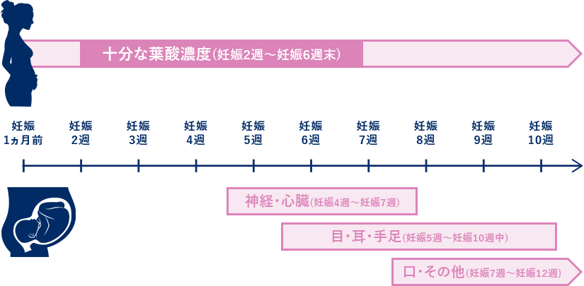 赤ちゃんの体の部分ができる時期と葉酸の関係