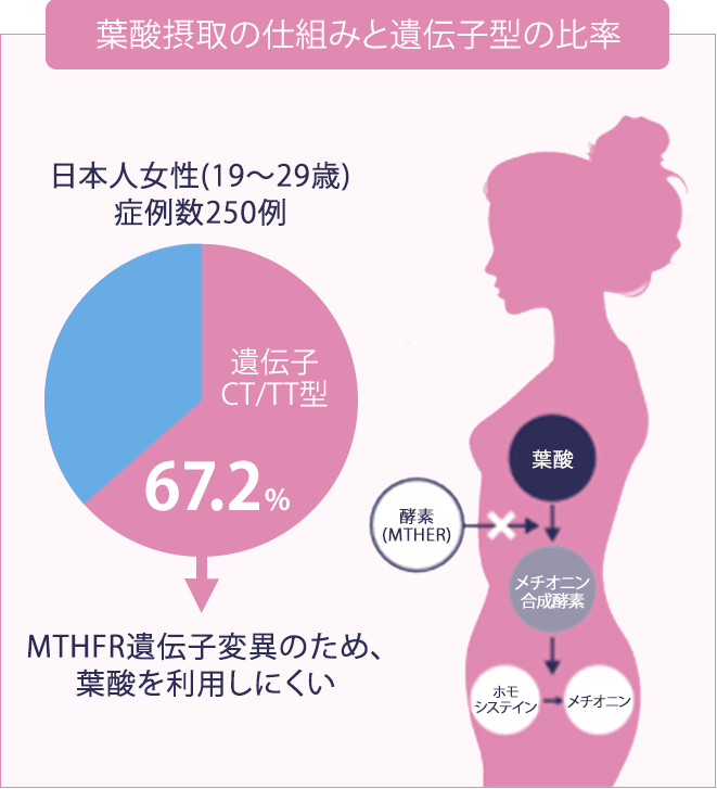 いんきんたむしは勃起不全を引き起こす可能性があります