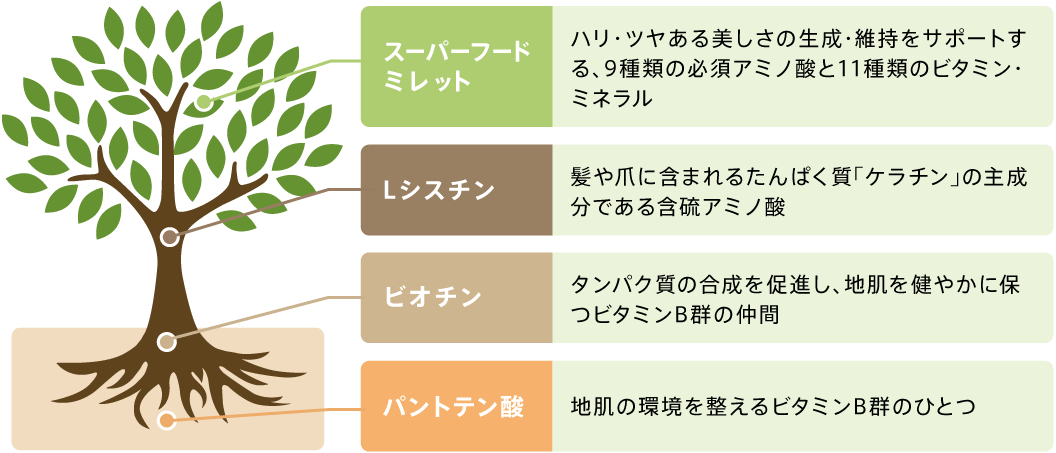 スーパーフードミレット Lシスチン ビオチン パントテン酸