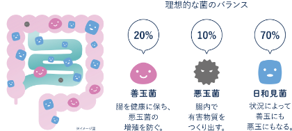 理想的な菌のバランス：善玉菌20% / 悪玉菌10% / 日和見菌70%