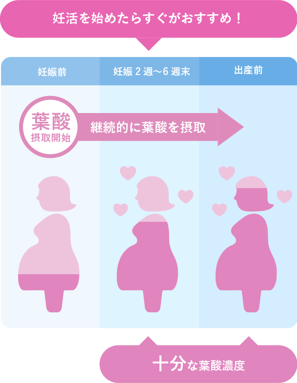 葉酸を接種するタイミングの図解