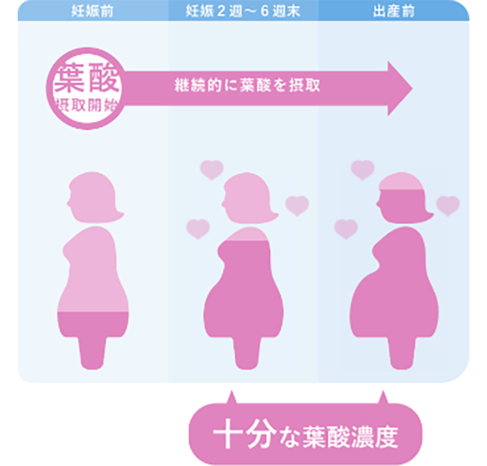 葉酸を接種するタイミングの図解